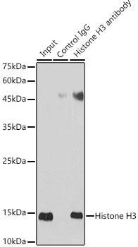 Histone H3 antibody