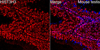 Histone H3 antibody