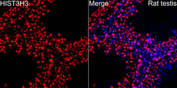 Histone H3 antibody