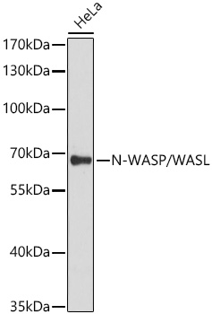 WASL antibody