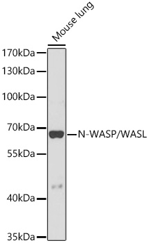 WASL antibody