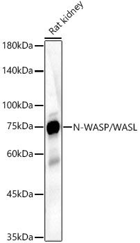 WASL antibody