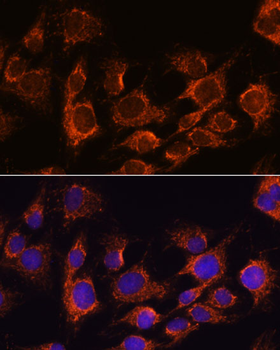 AIFM1 antibody