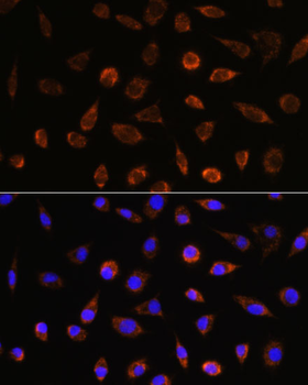 AIFM1 antibody