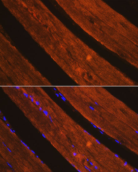 AIFM1 antibody