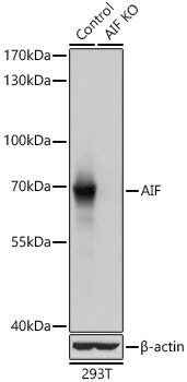 AIFM1 antibody