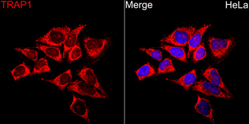 TRAP1 antibody