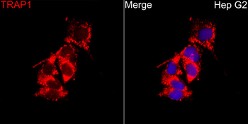 TRAP1 antibody