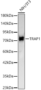 TRAP1 antibody