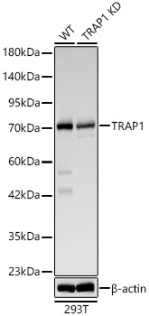 TRAP1 antibody