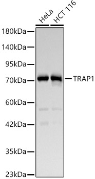 TRAP1 antibody