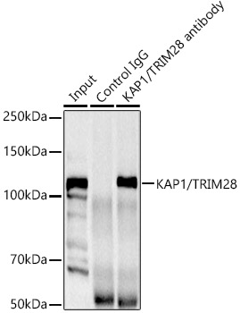 TIF1Beta antibody