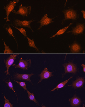 PRMT5 antibody