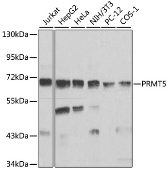 PRMT5 antibody