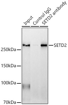 SETD2 antibody