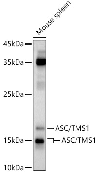 PYCARD antibody