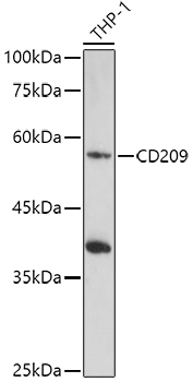 CD209 antibody