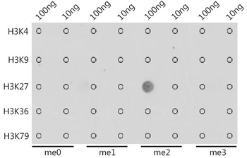 DiMethyl-Histone H3-K27 antibody