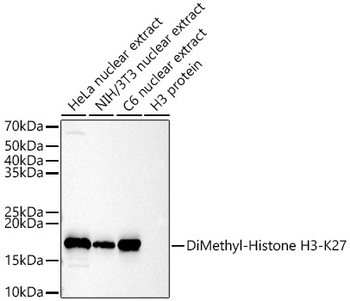 DiMethyl-Histone H3-K27 antibody