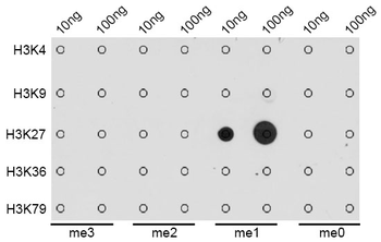 MonoMethyl-Histone H3-K27 antibody