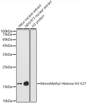 MonoMethyl-Histone H3-K27 antibody