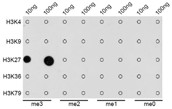 TriMethyl-Histone H3-K27 antibody