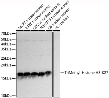 TriMethyl-Histone H3-K27 antibody