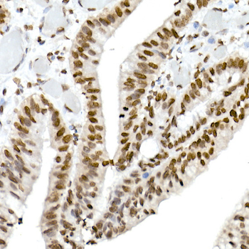 MonoMethyl-Histone H3-K4 antibody