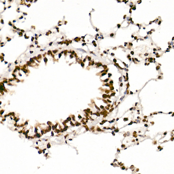 MonoMethyl-Histone H3-K4 antibody