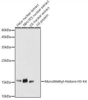 MonoMethyl-Histone H3-K4 antibody