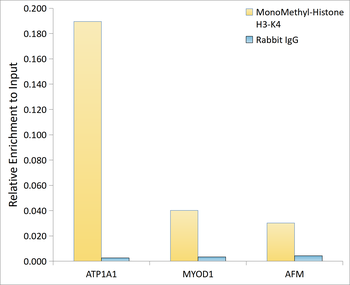 MonoMethyl-Histone H3-K4 antibody