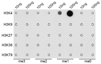 MonoMethyl-Histone H3-K4 antibody