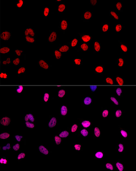 MonoMethyl-Histone H3-K4 antibody