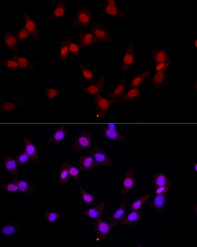 MonoMethyl-Histone H3-K4 antibody