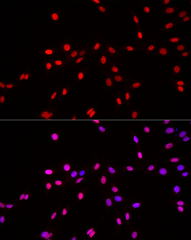 MonoMethyl-Histone H3-K4 antibody