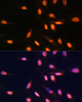 MonoMethyl-Histone H3-K4 antibody