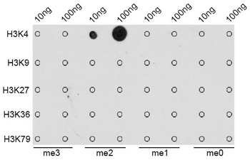 DiMethyl-Histone H3-K4 antibody