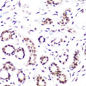 DiMethyl-Histone H3-K4 antibody