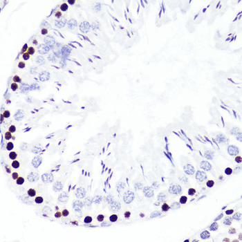 DiMethyl-Histone H3-K4 antibody