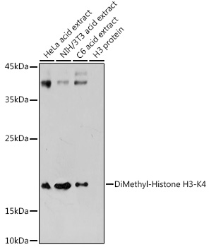 DiMethyl-Histone H3-K4 antibody