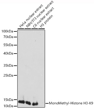 MonoMethyl-Histone H3-K9 antibody