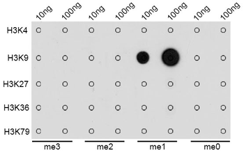 MonoMethyl-Histone H3-K9 antibody