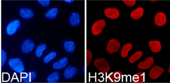 MonoMethyl-Histone H3-K9 antibody