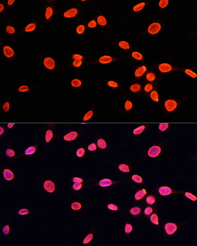 MonoMethyl-Histone H3-K9 antibody