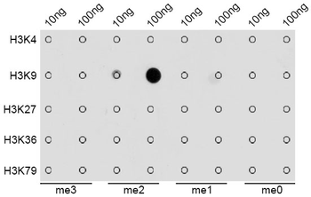 DiMethyl-Histone H3-K9 antibody