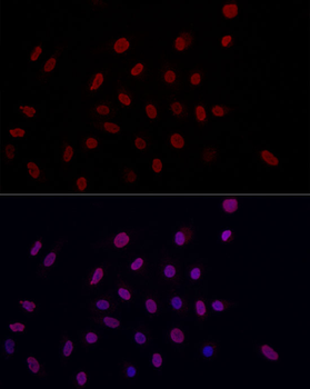 DiMethyl-Histone H3-K9 antibody