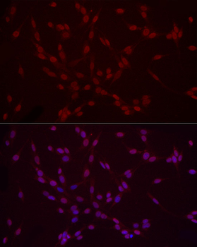 DiMethyl-Histone H3-K9 antibody