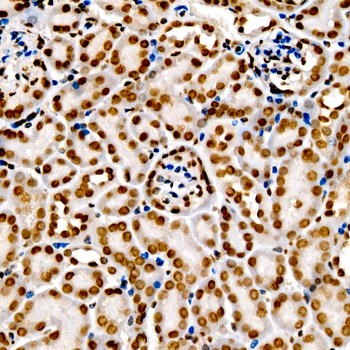 DiMethyl-Histone H3-K9 antibody