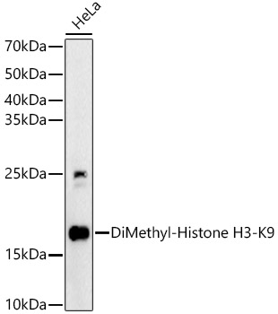 DiMethyl-Histone H3-K9 antibody