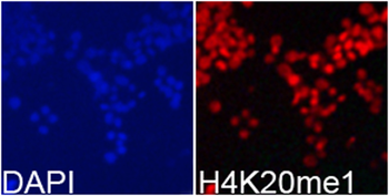 MonoMethyl-Histone H4-K20 antibody